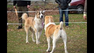 ГРУЗИНСКИЕ ГОРНЫЕ СОБАКИ, КТО ОНИ? GEORGIAN MOUNTAIN DOGS, WHO ARE THEY? ГРУЗИНСКИЕ ГОРНЫЕ СОБАКИ, КТО ОНИ? GEORGIAN MOUNTAIN DOGS, WHO ARE THEY?