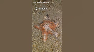 Shocking underwater videos show algal bloom impact