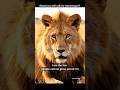 Would you still call me (stereotype)? #lion #animals #snake #horse #africa #fypシ #viralshorts