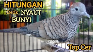 Perkutut Lokal Gacor||Hitungan Detik Semua Perkutut Nyaut Bunyi||Suara Ngeristal 