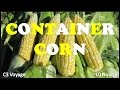 Container Corn