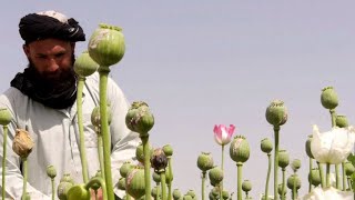 Poppies bloom across Afghanistan as drought eases