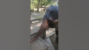 Слоны на Шри Ланке