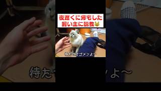 14時間ぶりに帰宅したら猫が拗ねちゃいました