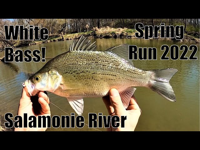 Indiana from the Bank: Salamonie White Bass Spectacular! 4/21/22 class=