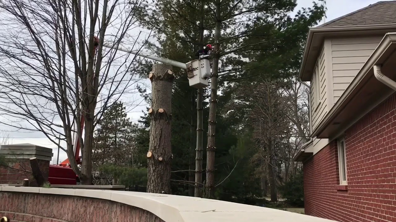 Pine removal tight space - YouTube