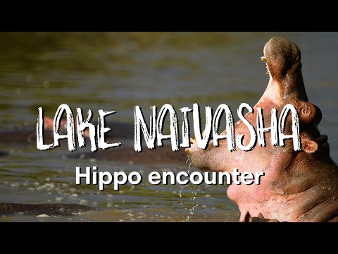 LAKE NAIVASHA KENYA | Close encounter with hippos!