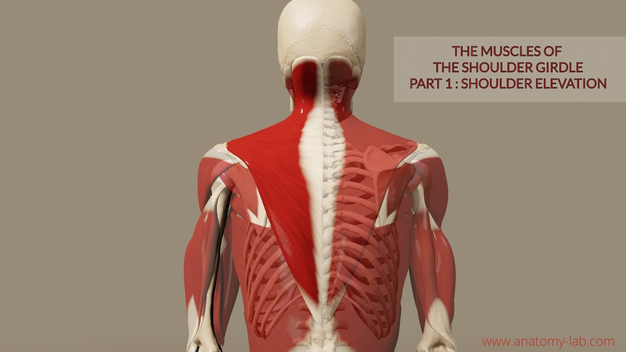 Muscles of the Shoulder Girdle 1- Part: Shoulder Elevation (3D Anatomy) 