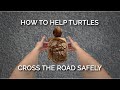 How to Help Turtles Cross the Road Safely