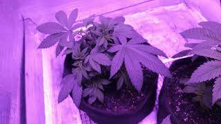 *HAPPY NEW YEAR!* DAY33 From seed