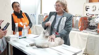 Gr.I.Ch. Heracles Neva Sunrise. Siberian cat show. the best man of the Siberian cat show by Neva Sunrise  121 views 1 year ago 3 minutes, 16 seconds