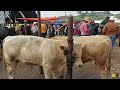 PLAZA GANADERA EL PUENTE DE SAN BERNABE-ESPECIAL  DE  TOROS Y CABALLOS -UNA PLAZA DE MAS DE 100 AÑOS