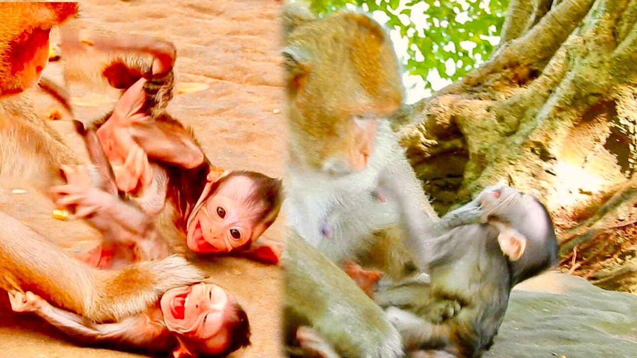 Best Clip! Newborn baby monkey crying request mother drink milk but mother doesn't