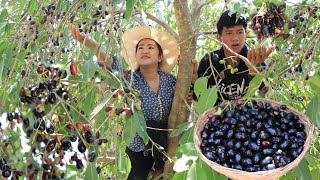 Pick Jambolan plum with my brother in my village / Java plum or Jambolan plum jelly recipe