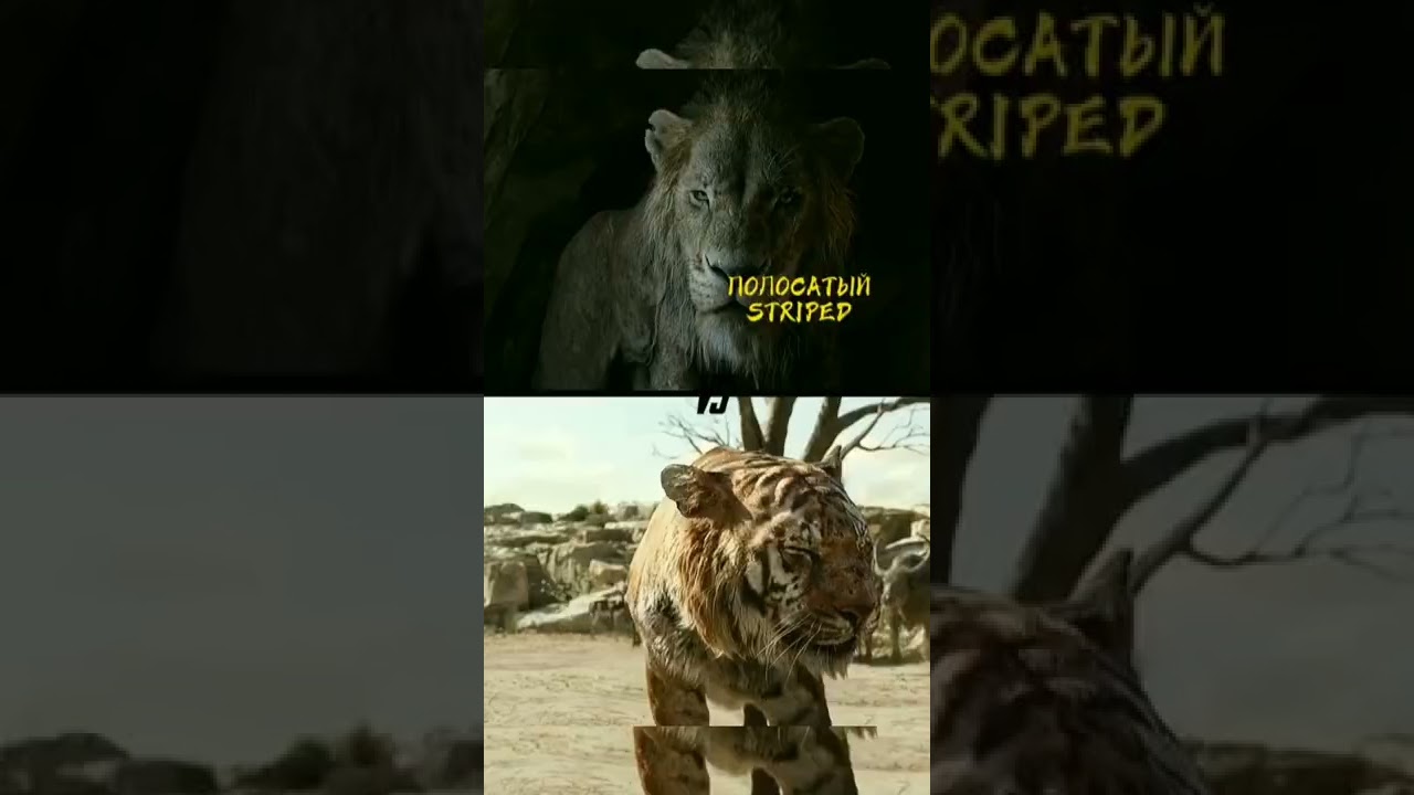 Шрам VS Шархан🔵✔️