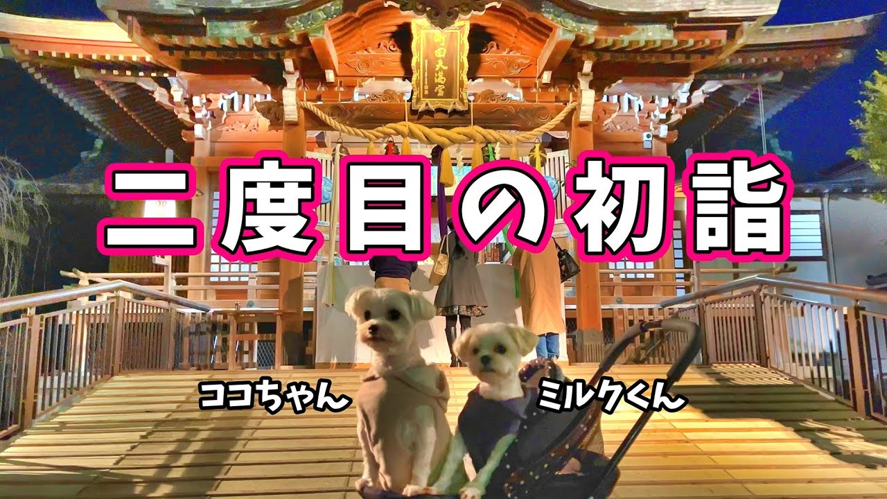 二度目の初詣★ココちゃん・ミルクくん★