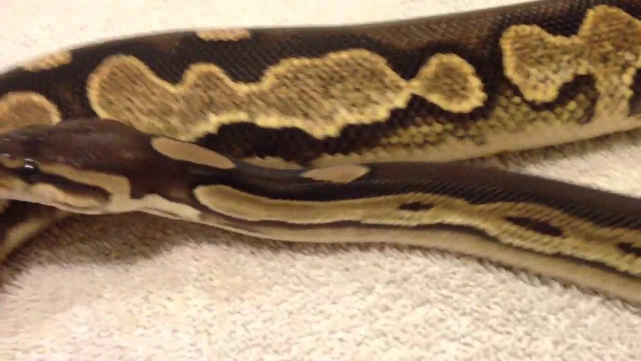 breed cifra Cinnical (cinnamon x calico)