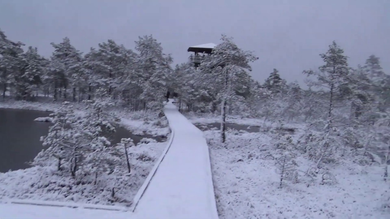 27.12.19 Viru raba talvel (reedene video) - Болото Виру зимой