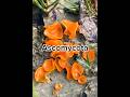 How to pronounce Ascomycota🙆😍 #fungi #pronunciation #english #englishspeaking #englishpractice