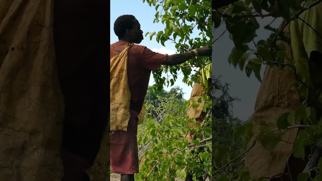 Hadzabe Hunters Eating Wild Berries from Tree 