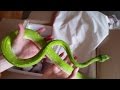 Unboxing Green Tree Pythons!