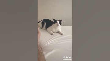 Is your cat kinda dumb?