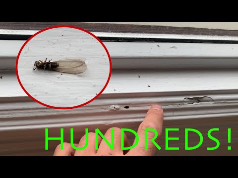 Video: Kaip atskirti skraidančius termitus?