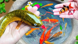 Catch Colorful Fish, Koi fish, Guppies, Betta fish, Ornamental Fish, Cute Animals, Fish Videos