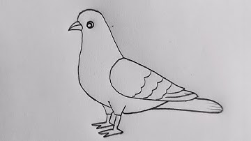 How to draw a Pigeon bird // easy drawing step by step // simple bird drawing