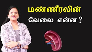 What is a Spleen? How it Works? | Tamil