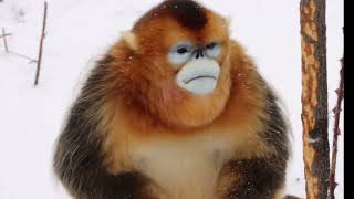 The Golden Snubnosed Monkey King Spends the Winter