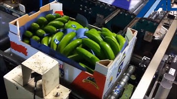 Printen en aanbrengen van variabele informatie op kartonnen fruit trays met de Altech Alcode