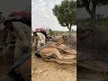 رجل عجوز يبرد جمل ا ويهدئه بأنبوب تحت أشعة الشمس الحارقة 