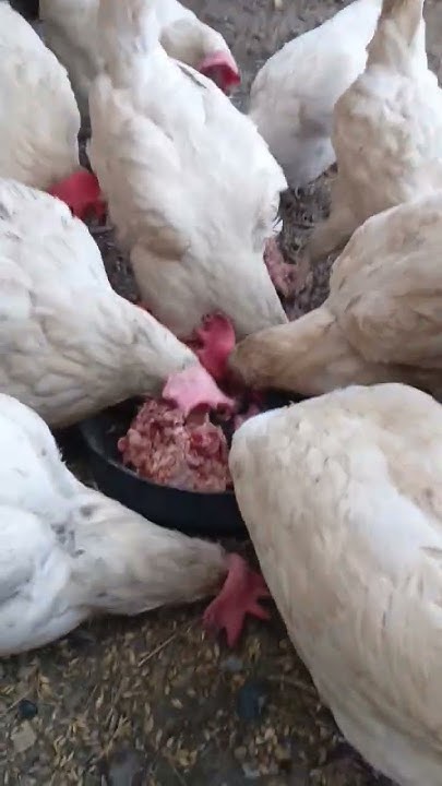 Мясокостн фарш для кур лучшая белковая добавка от расклева яиц и ...