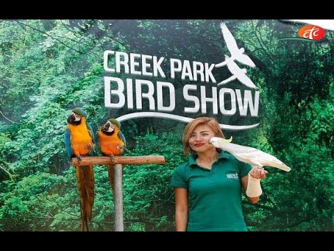 Bird show creek park | Dubai |Dubai Dolphinarium | 2021