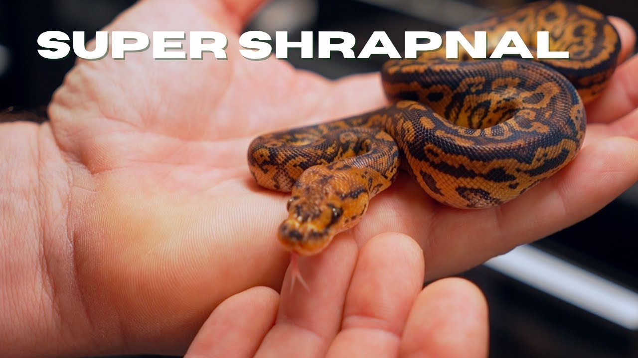 Daytona Reptile Breeders Expo 2024 YouTube