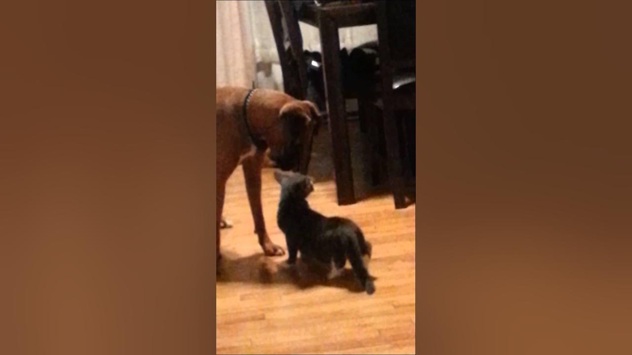 Cat seducing dog - YouTube