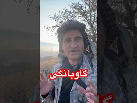 گاوبانگی چیست گوزن های قرمز یا مرال در ایران زندگی میکنند