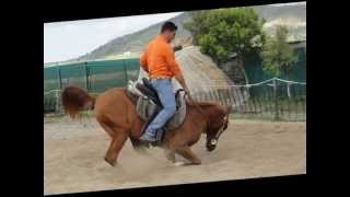 cavallo arabo linea patron  arabian horse send