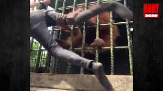Orangutan grabs a zoo visitor who gets too close to the animal