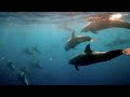 Galapagos Islands Scuba Diving 2019 // 4K GoPro