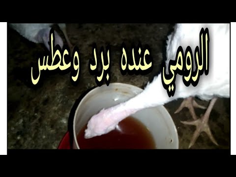 تربيه الرومي الأبيض الرومي عنده برد وعطس تعالوا نشوف حنعمل ايه معاهم