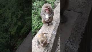 #short  m monkey song rohan m fruities asmr true crime eat me slim jim