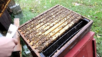 🔵Big Hives Helping little Hives Survive winter!