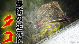 夜の堤防の足元には高級な食材が沢山いた!