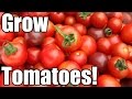 How to Grow Tomatoes from Seed to Harvest (The OYR Way to Early Harvests & Larger Yields)