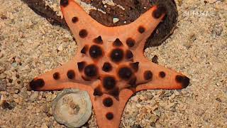The Chocolate Chip Starfish | Echinoderm | Star Fish | Sea Stars |  @SITHEEQUE
