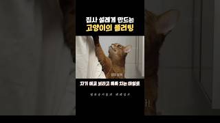 고양이 눈에서 꿀이 떨어져요... #고양이 #베베집사 #마일로