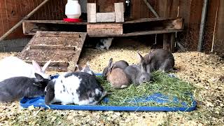 4K Baby BUNNIES 🐰 Day 70 🐰 ✨ ADORABLE Rabbit Colony✨ Soft RAIN 🌧 Sounds ✨ Relaxing Ambient MUSIC 🎵 by Cosmic BUNNIES 2,692 views 1 year ago 1 hour, 49 minutes