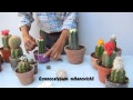 Como injertar cactus   4